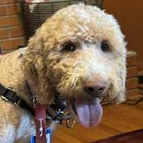 Thumbnail photo of Bentley #3