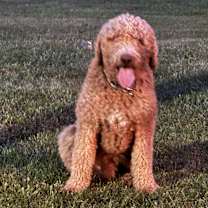 Thumbnail photo of Bentley #4