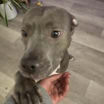 Thumbnail photo of Pumpkin #2