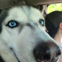 Thumbnail photo of Shadow #3