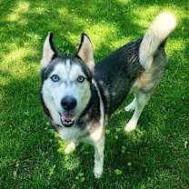 Thumbnail photo of Shadow #1