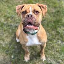 Thumbnail photo of Hank #1