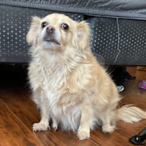 adopt-pet