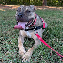 Thumbnail photo of Cheetah #1