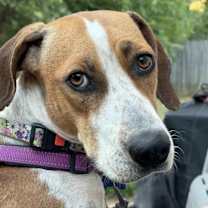 Thumbnail photo of Cami #1