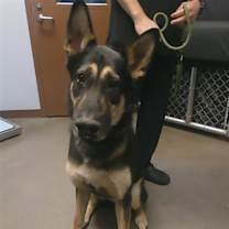 adopt-pet