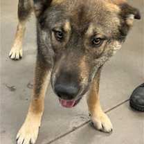 adopt-pet