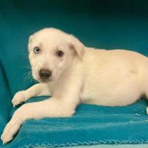 Thumbnail photo of TIKO #3