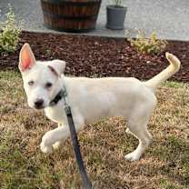 Thumbnail photo of TIKO #4