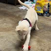 Thumbnail photo of SPICE #2