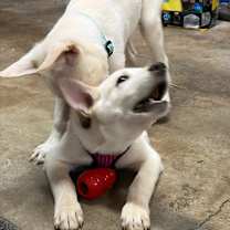 Thumbnail photo of SPICE #4