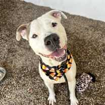 adopt-pet