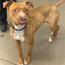 adopt-pet