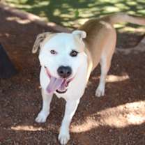 adopt-pet