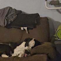 Thumbnail photo of Nugget #1