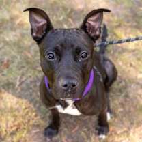 Thumbnail photo of Hugo #4