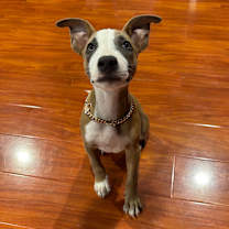 Thumbnail photo of Gordon Ramsey  #1