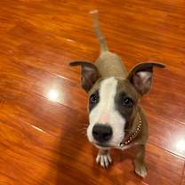 Thumbnail photo of Gordon Ramsey  #2