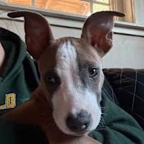 Thumbnail photo of Gordon Ramsey  #3