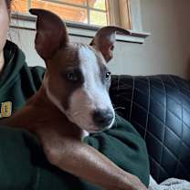 Thumbnail photo of Gordon Ramsey  #4