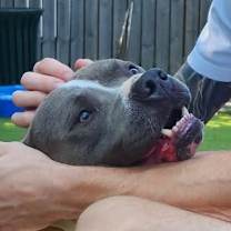 Thumbnail photo of Peele #4