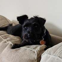 Thumbnail photo of Mickey #2