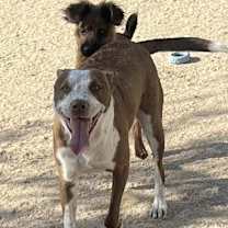 Thumbnail photo of PACO #1