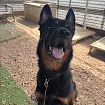 Thumbnail photo of Wallaby #3