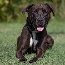 Thumbnail photo of Cuddles #1