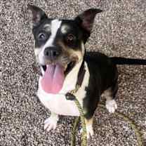 adopt-pet