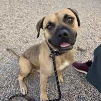 adopt-pet