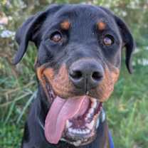 adopt-pet