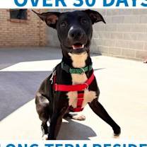 adopt-pet