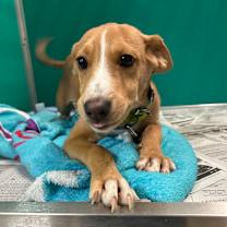 Thumbnail photo of Cheese Stick #1