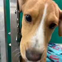 Thumbnail photo of Cheese Stick #2