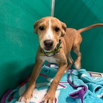 Thumbnail photo of Cheese Stick #3