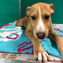 Thumbnail photo of Cheese Stick #4