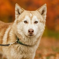 Thumbnail photo of Rusty #1