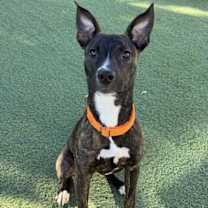 adopt-pet