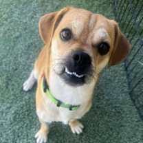 adopt-pet