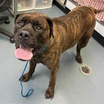 adopt-pet