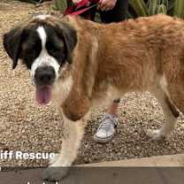 adopt-pet