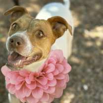 adopt-pet