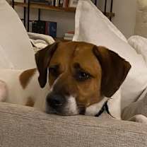 Thumbnail photo of Araya #1