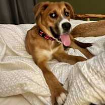 Thumbnail photo of Koda #3