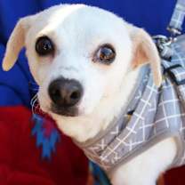 Thumbnail photo of Goose #3