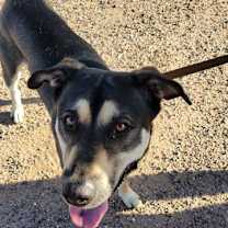 adopt-pet