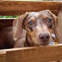 adopt-pet