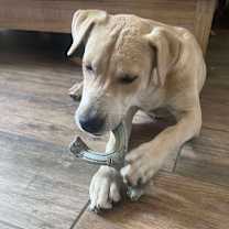 Thumbnail photo of Charlie #4