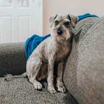 adopt-pet